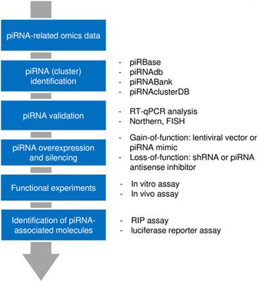 PIWI-Interacting RNAs (piRNAs): Promising Applications as Emerging Biomarkers for Digestive System Cancer